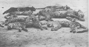 Gambar. Pembantaian seekor macan dan 7 ekor macan tutul. (Sumber: Koleksi GetArchive)
